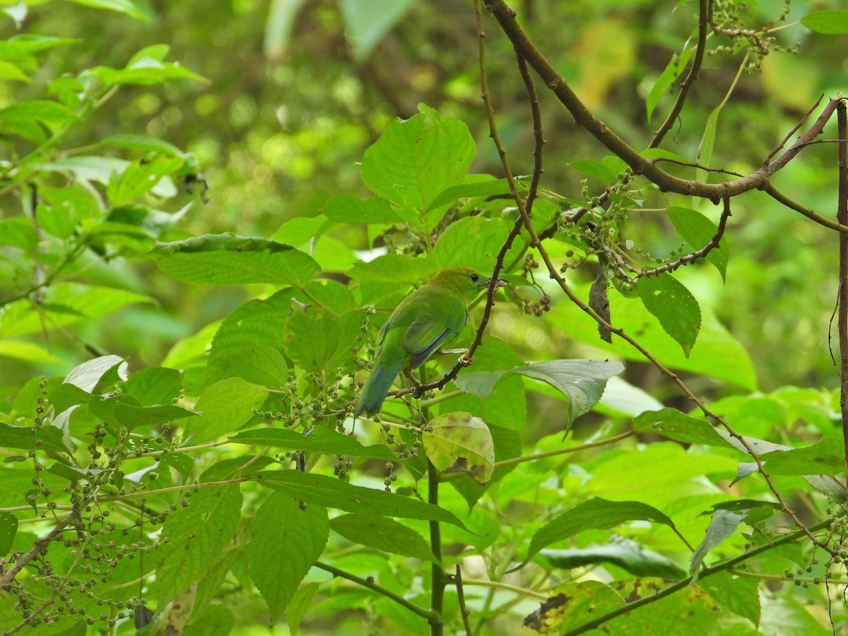 Blue-winged Leafbird - ML620299210