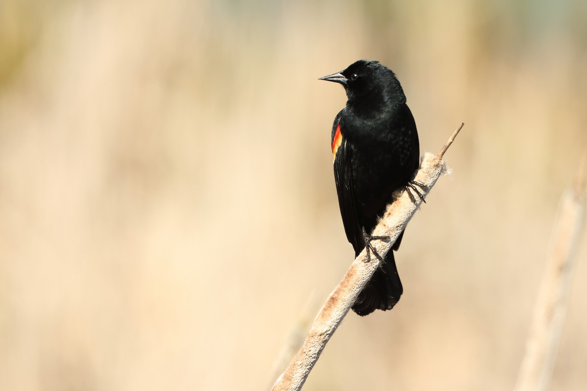 Red-winged Blackbird - Serge Rivard