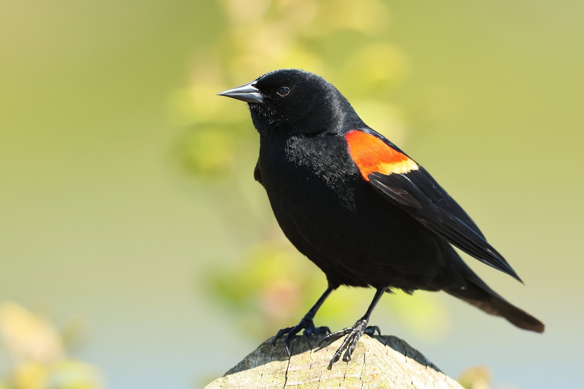 Red-winged Blackbird - ML620299216