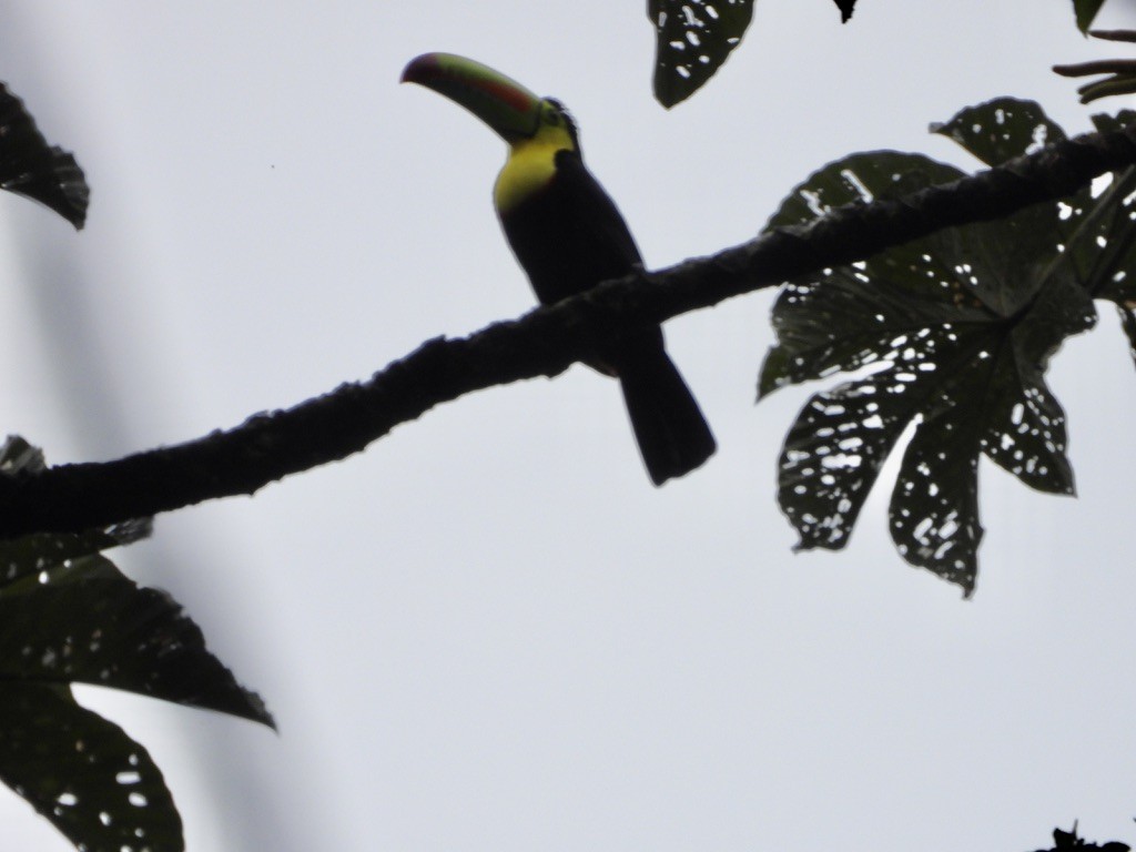 Keel-billed Toucan - ML620299217