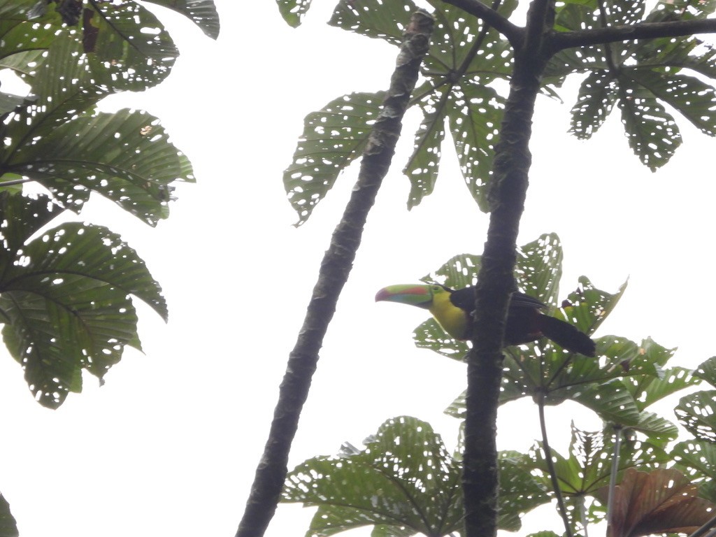 Keel-billed Toucan - ML620299219