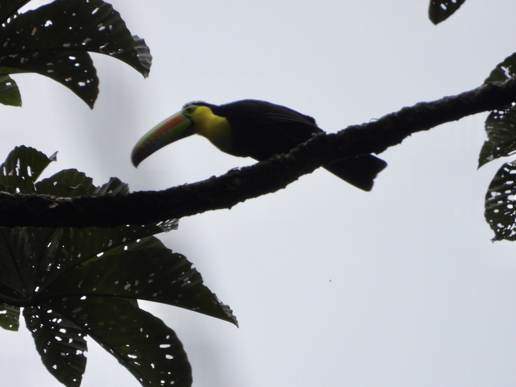 Toucan à carène - ML620299220