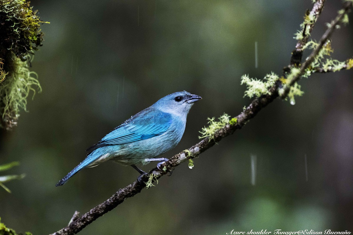 Tangara Cianóptera - ML620299222