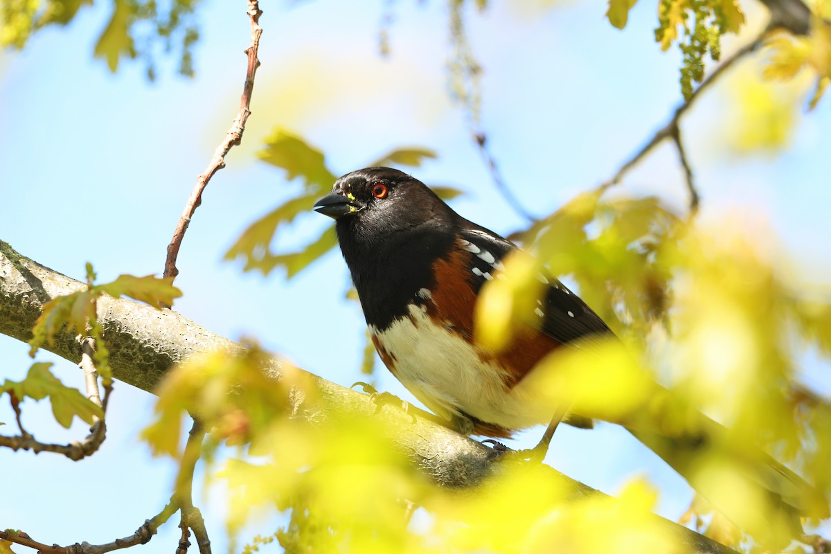 Spotted Towhee - ML620299225