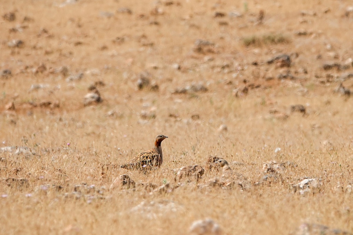 Black-bellied Sandgrouse - ML620299226