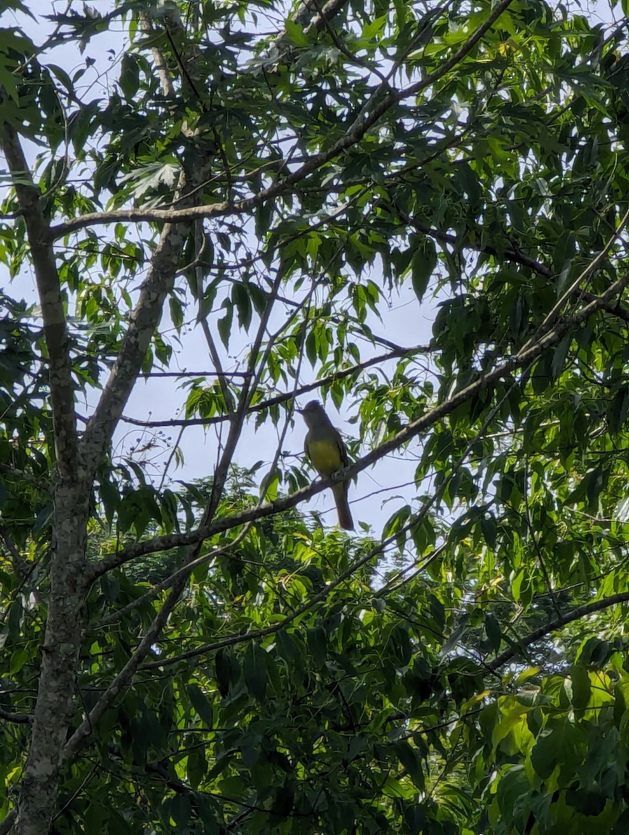 Great Crested Flycatcher - ML620299227