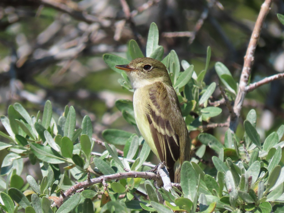 חטפית Empidonax בלתי-מזוהה - ML620299228