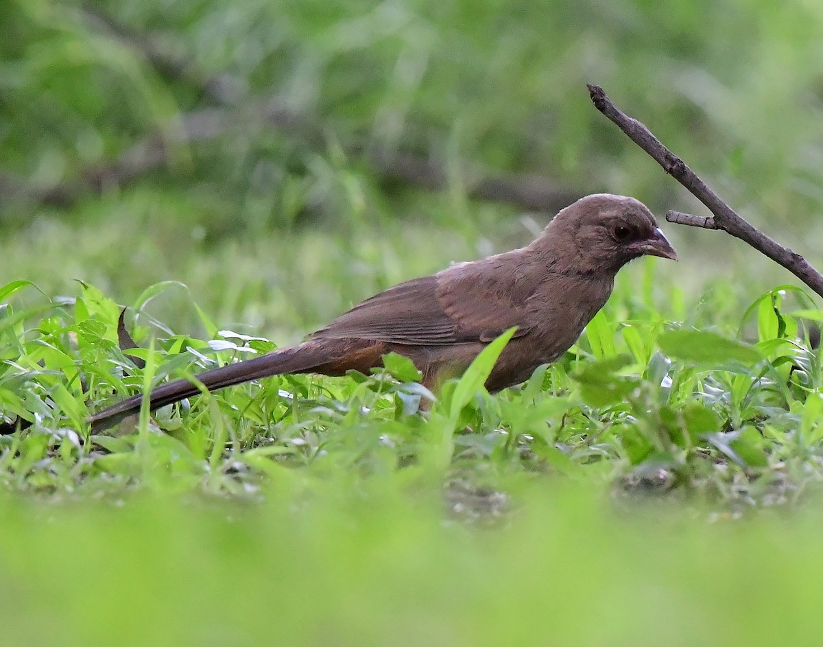 Abert's Towhee - ML620299232