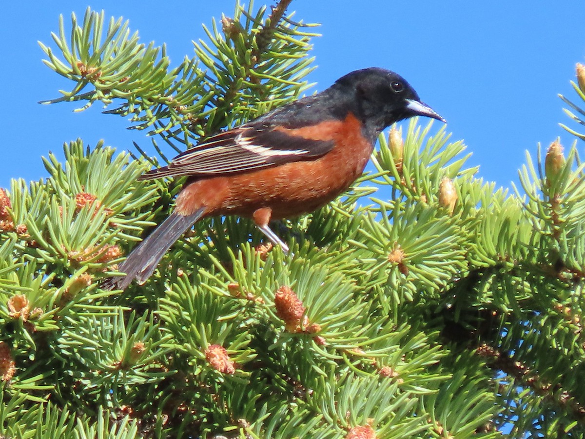 Orchard Oriole - ML620299234