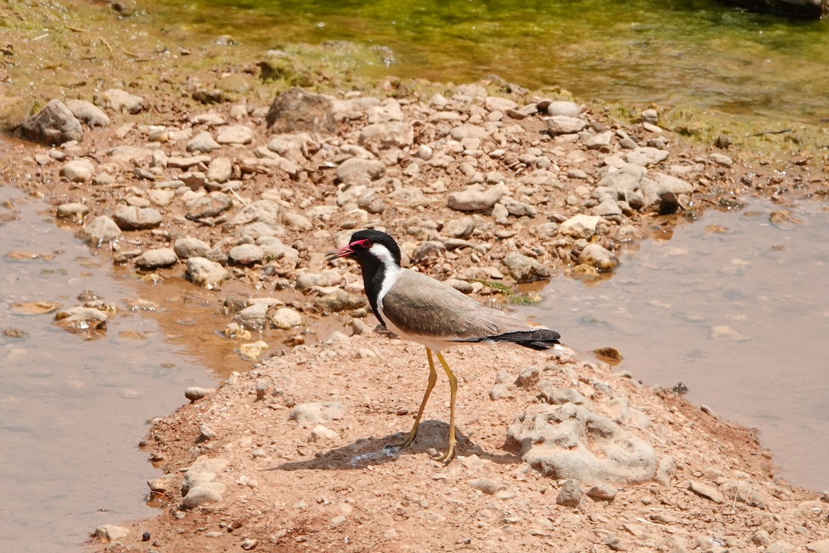 Red-wattled Lapwing - ML620299237