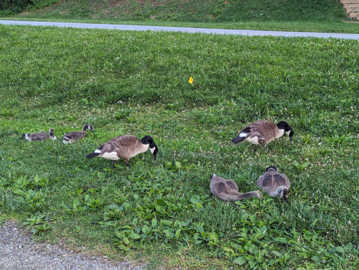 Canada Goose - ML620299238