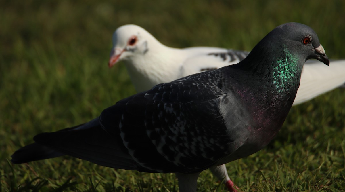 Rock Pigeon (Feral Pigeon) - ML620299239