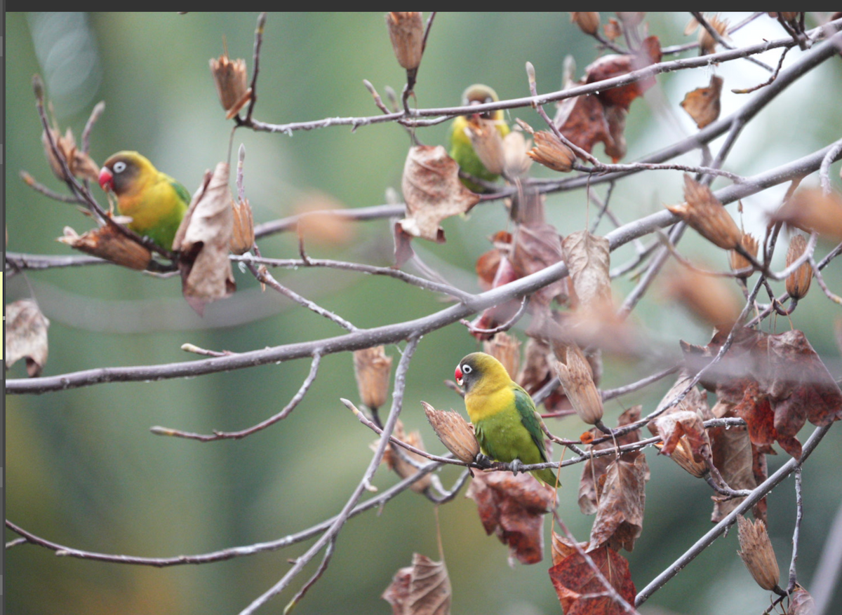 Yellow-collared Lovebird - ML620299244