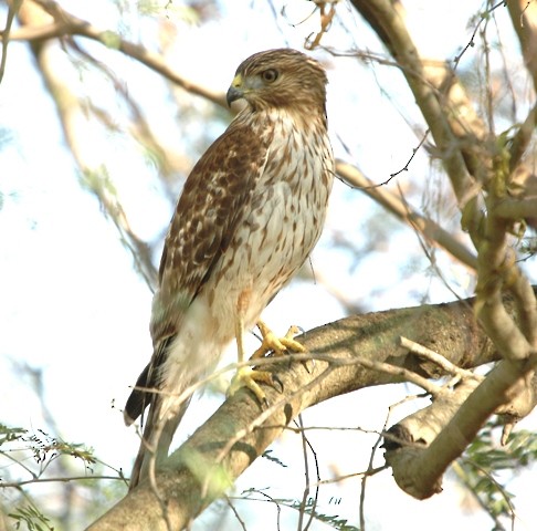 Cooper's Hawk - ML620299251