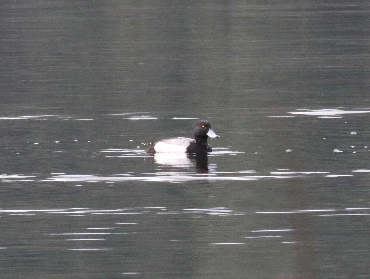 Greater Scaup - ML620299253