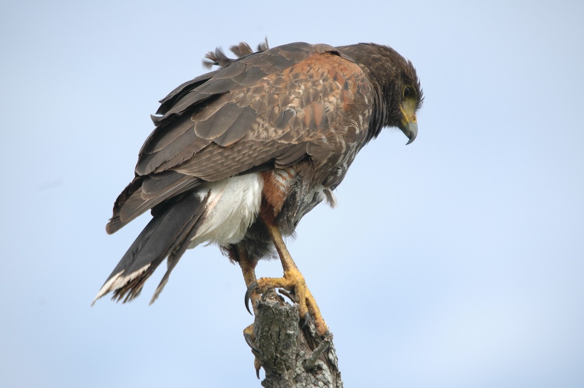 Harris's Hawk - ML620299255