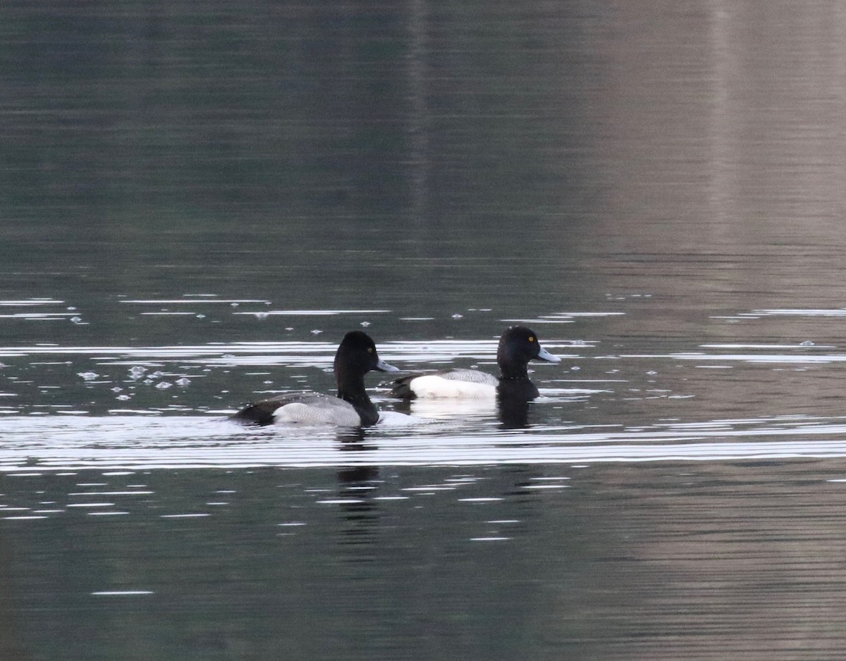 Lesser Scaup - ML620299256