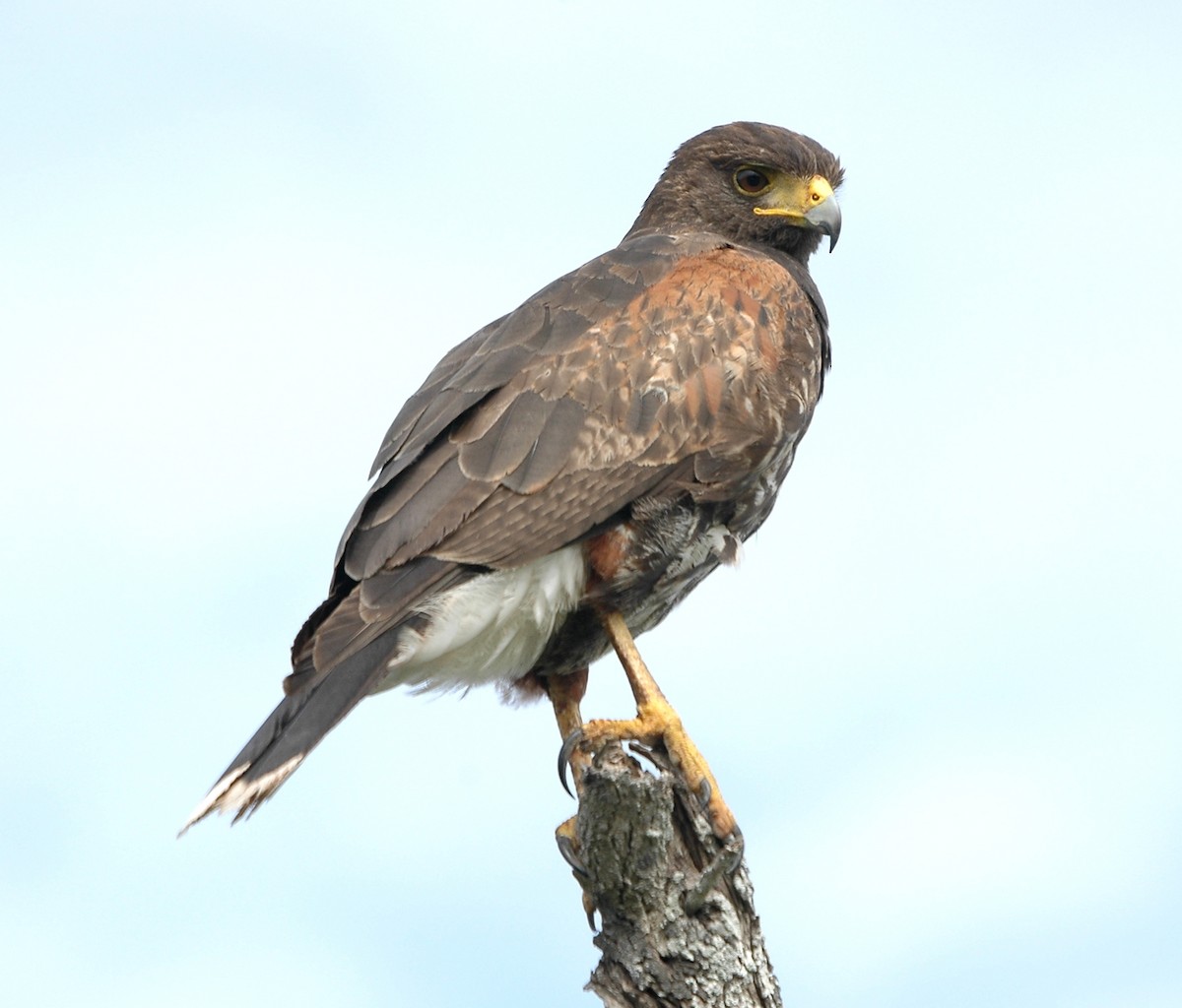 Harris's Hawk - ML620299257