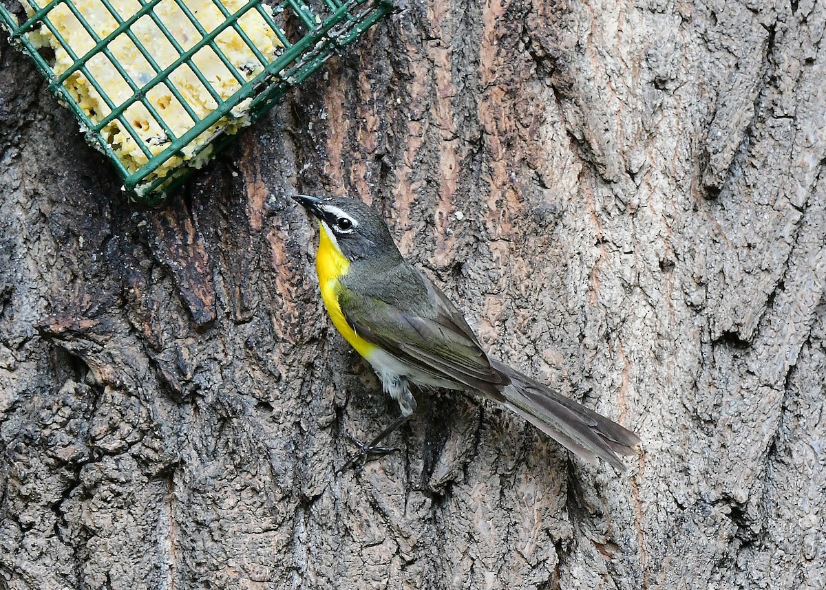 Yellow-breasted Chat - ML620299258