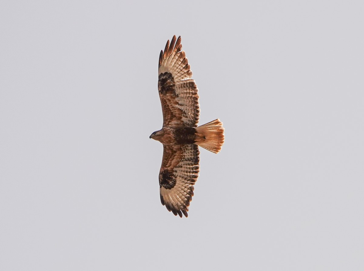 Long-legged Buzzard - Derya Özkan