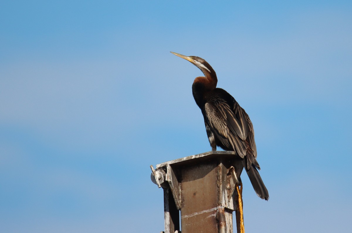 Austral-Schlangenhalsvogel - ML620299261