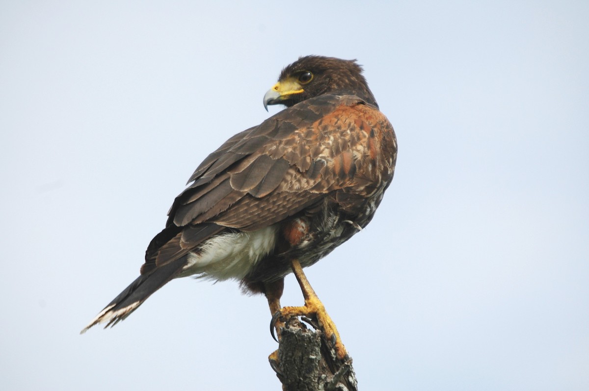 Harris's Hawk - ML620299263