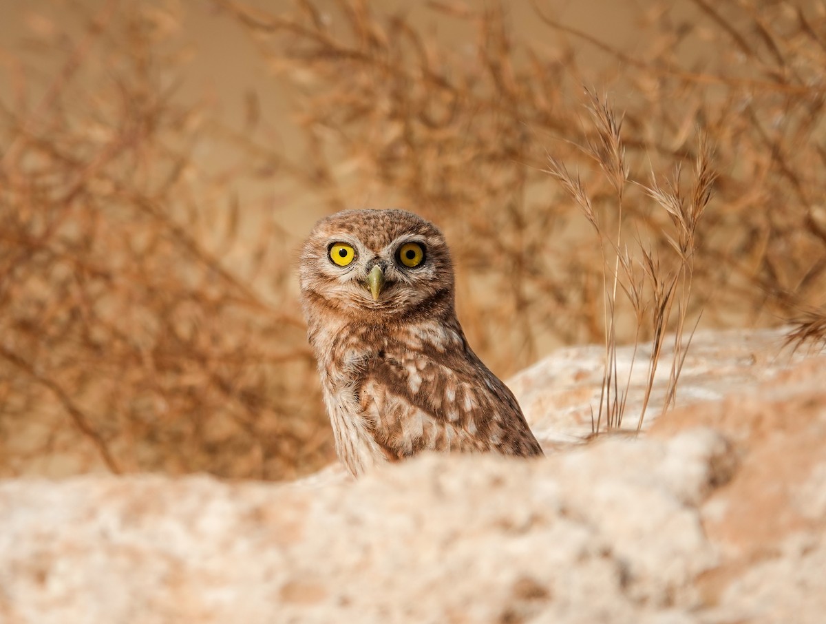 Little Owl - ML620299264