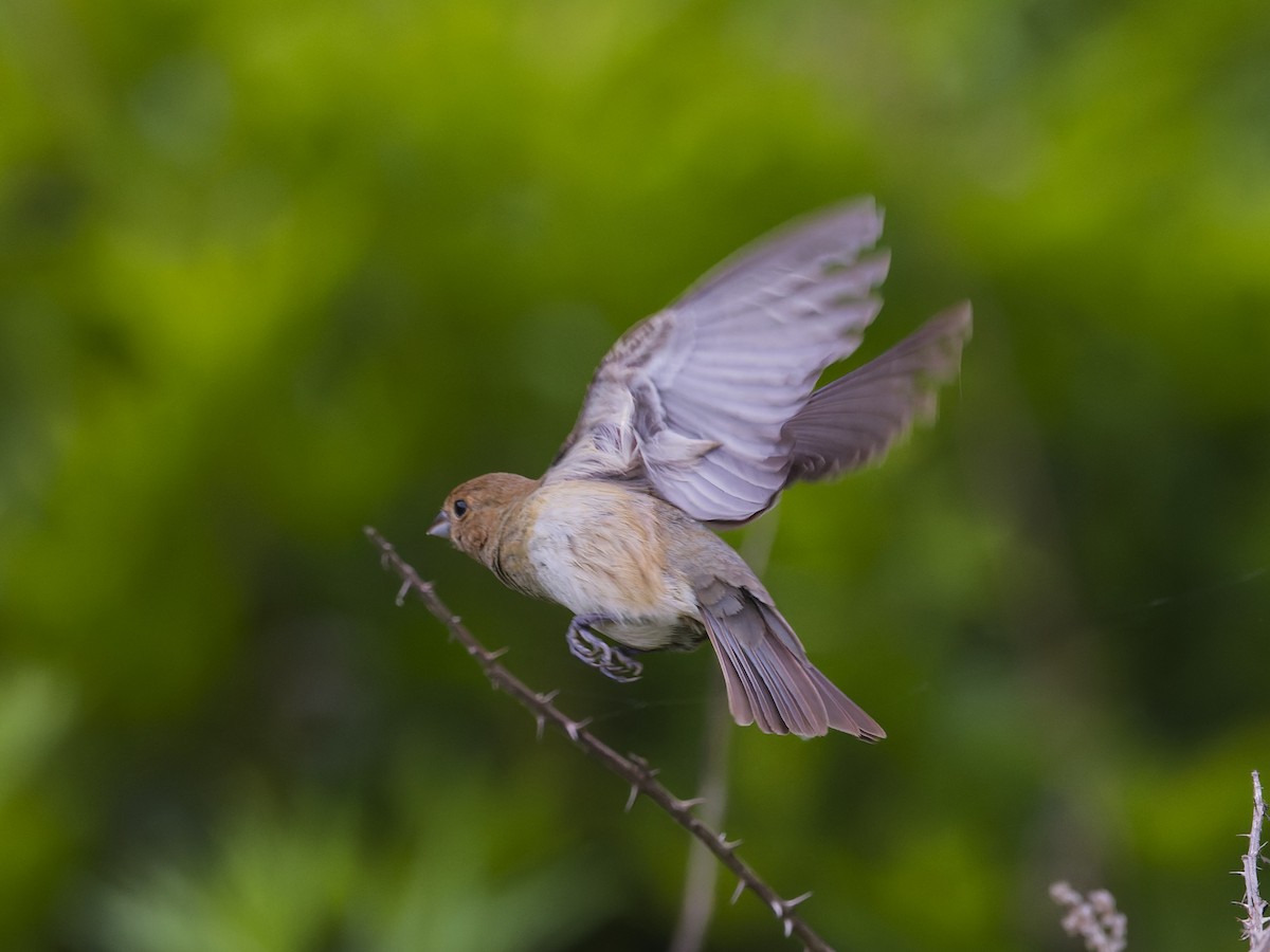 Passerin indigo - ML620299267