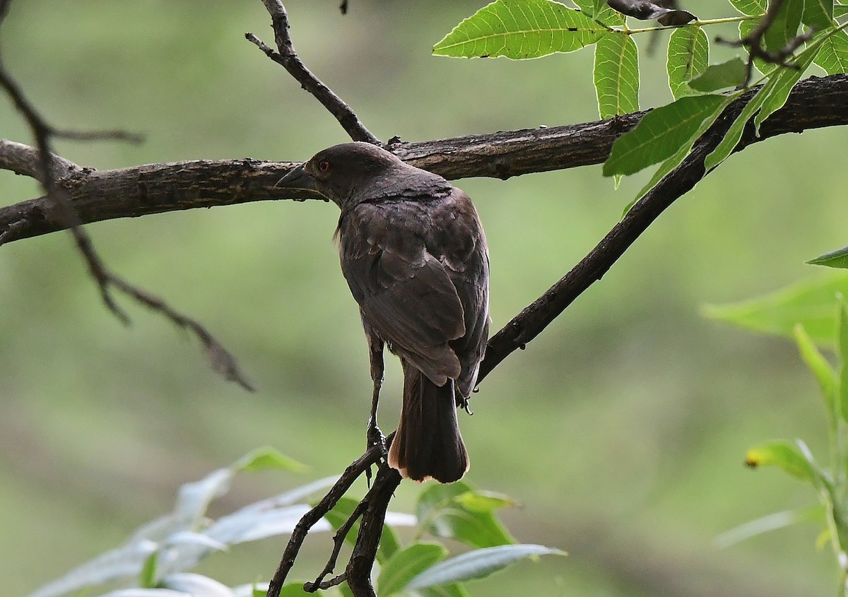 Bronzed Cowbird - ML620299272