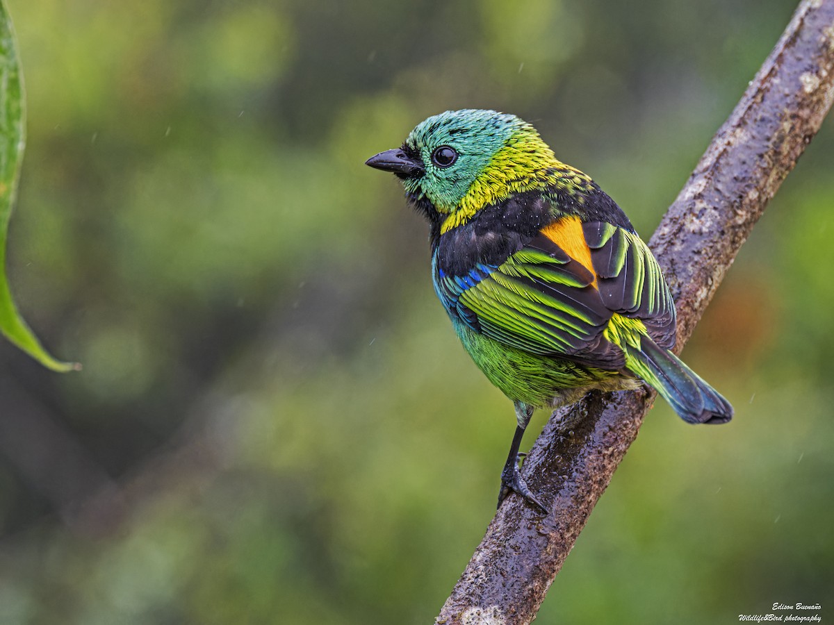 Green-headed Tanager - ML620299274