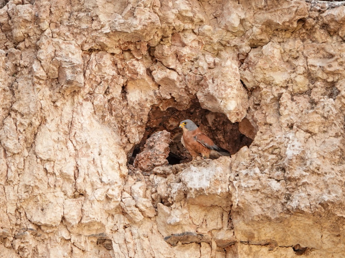 Lesser Kestrel - ML620299275