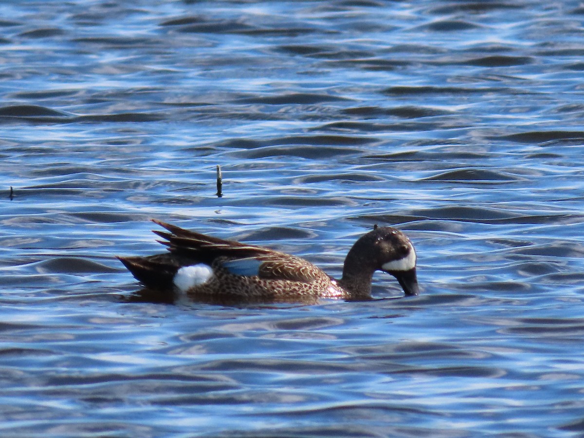 Blue-winged Teal - ML620299277