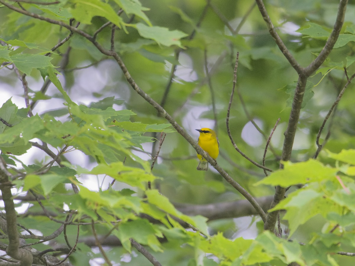 Blue-winged Warbler - ML620299278