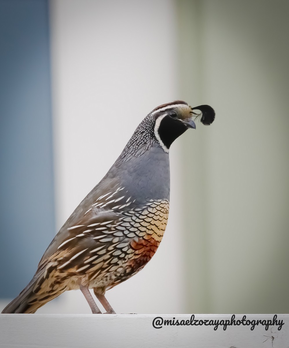 California Quail - ML620299281