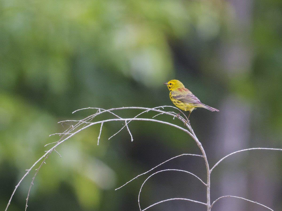 Prairie Warbler - ML620299282