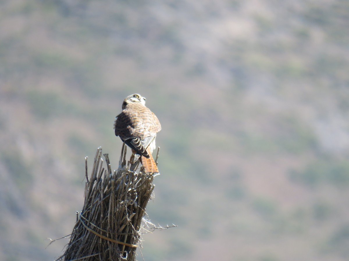 American Kestrel - ML620299284