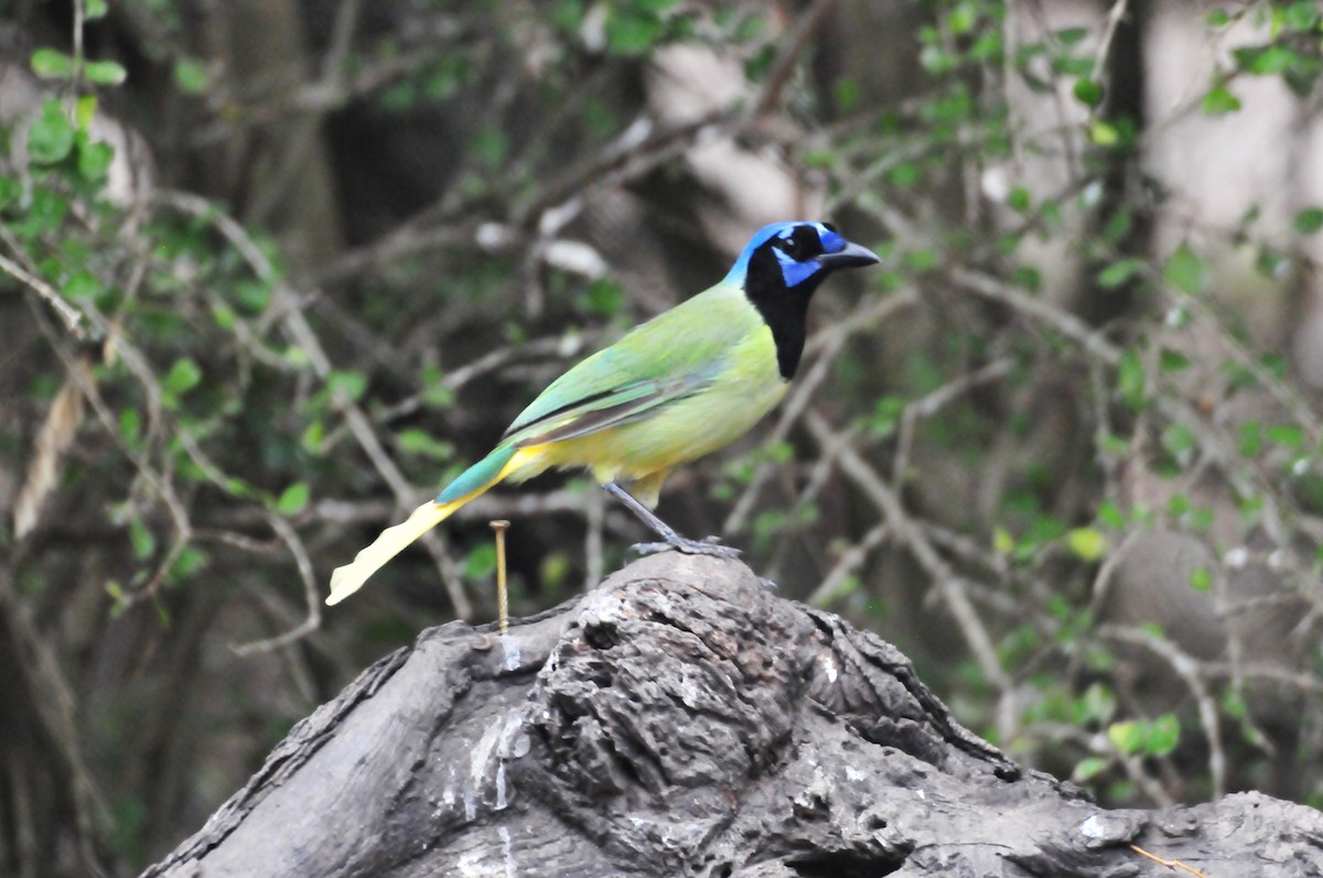 Green Jay - ML620299285