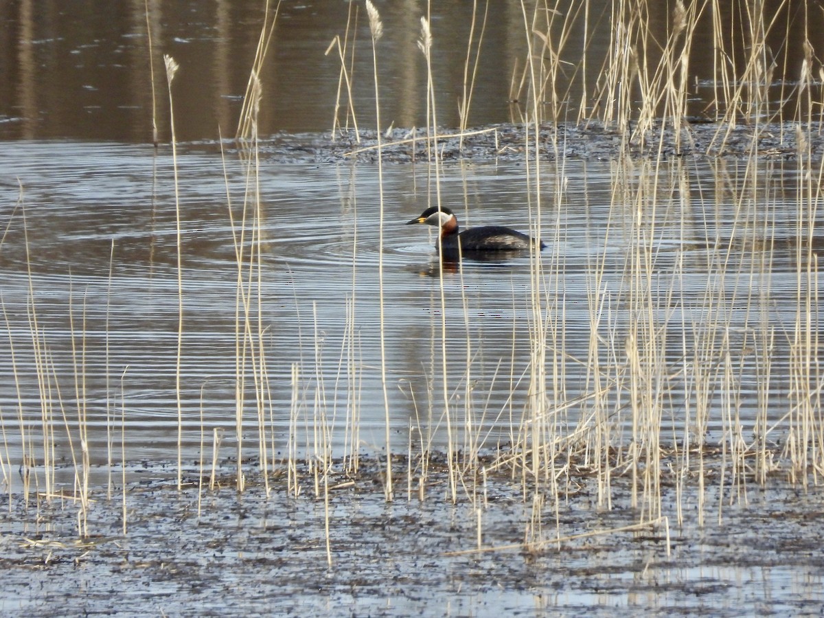 Red-necked Grebe - ML620299288