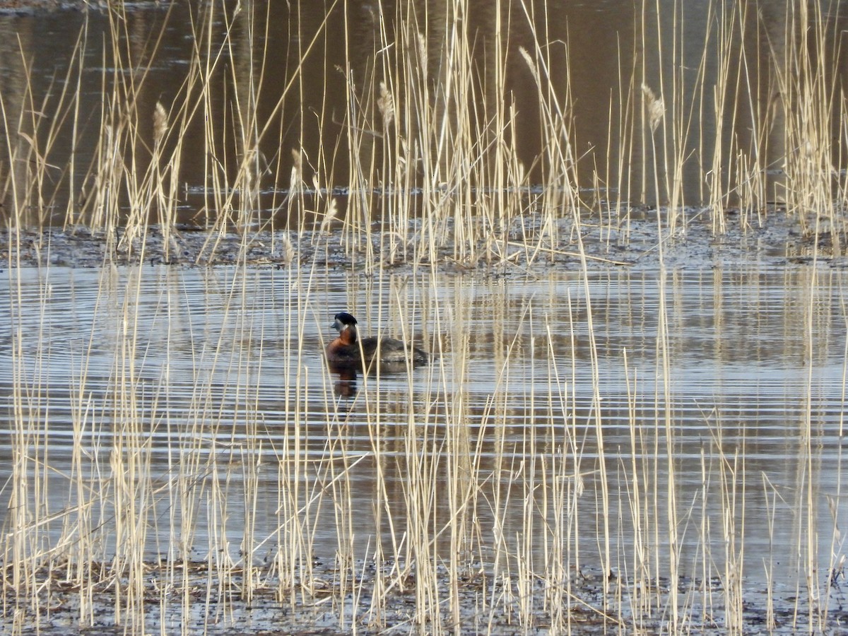 Red-necked Grebe - ML620299290