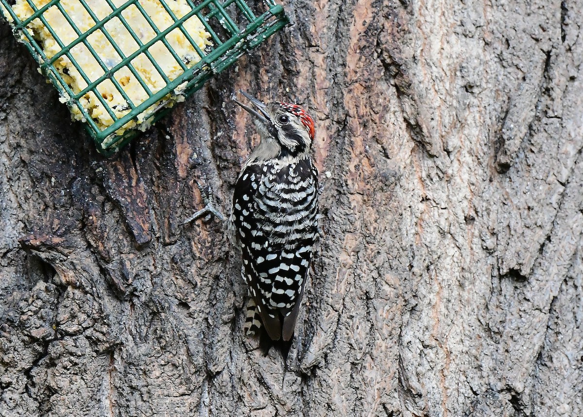 Ladder-backed Woodpecker - ML620299293