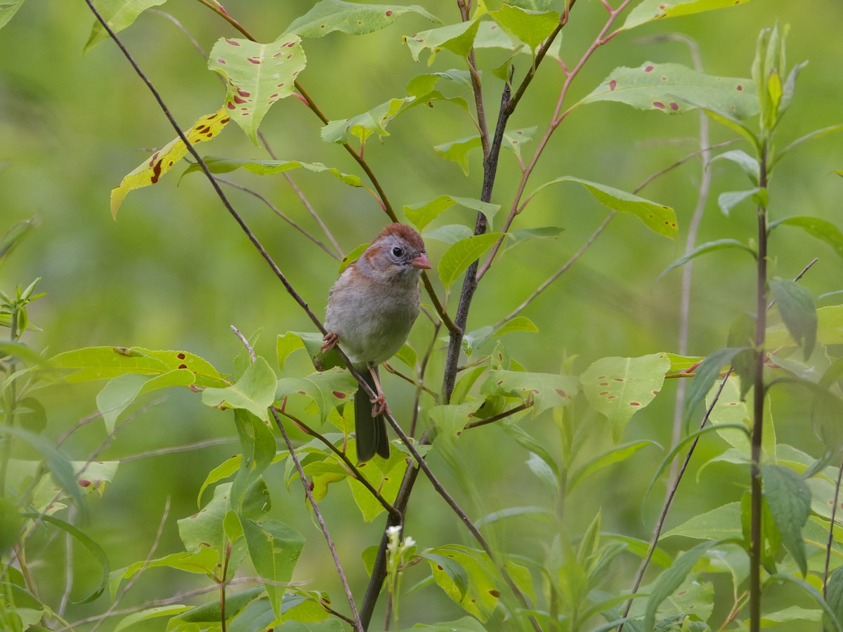 Field Sparrow - ML620299295