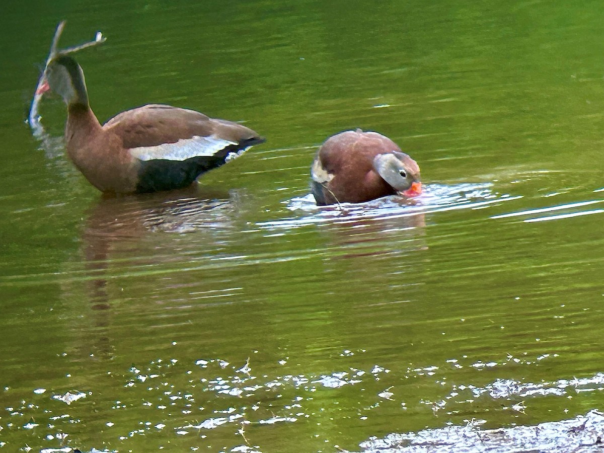 rødnebbplystreand (fulgens) - ML620299303