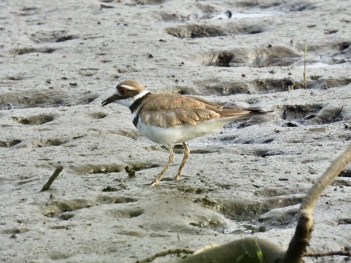 Killdeer - ML620299305