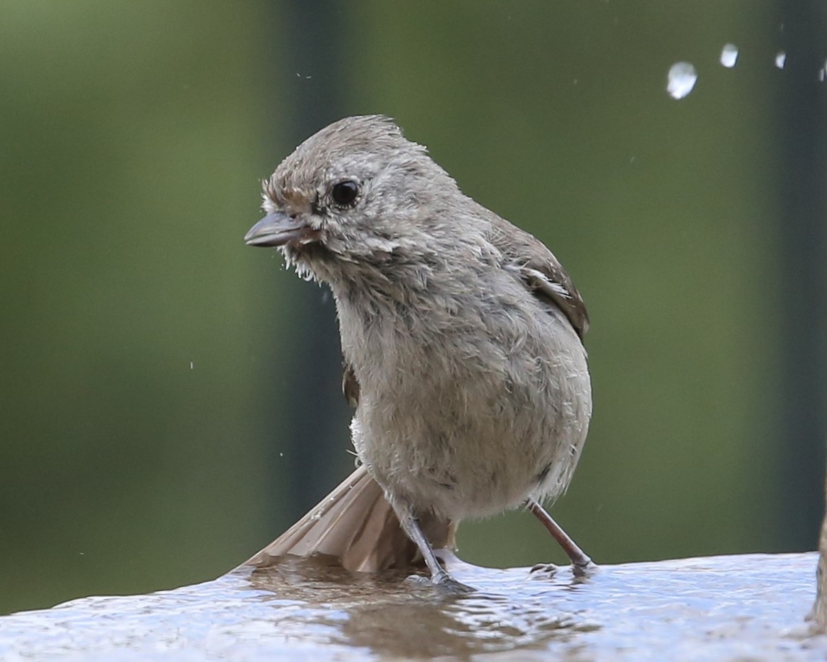 Oak Titmouse - ML620299307