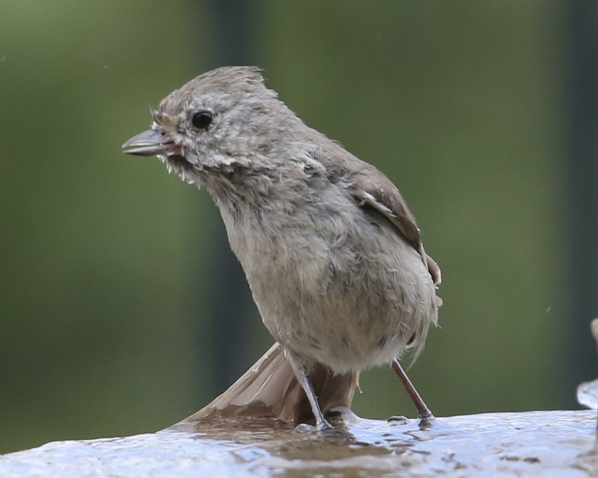 Oak Titmouse - ML620299308