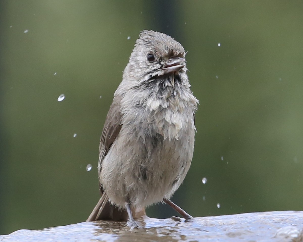 Oak Titmouse - ML620299309