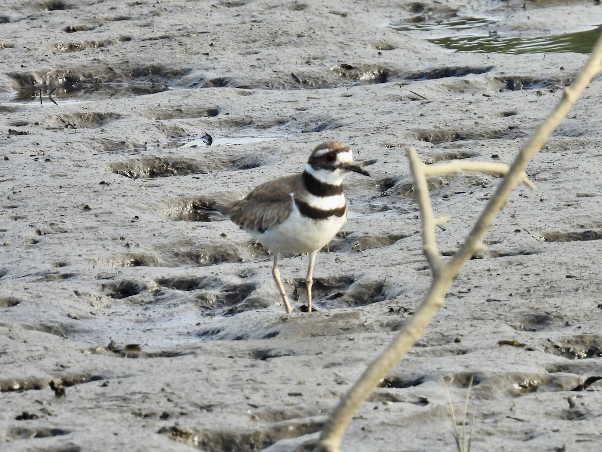 Killdeer - ML620299310