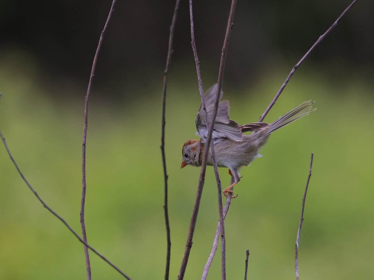 Field Sparrow - ML620299311