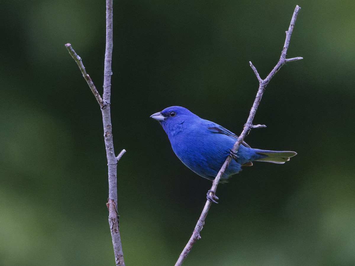 Indigo Bunting - ML620299322