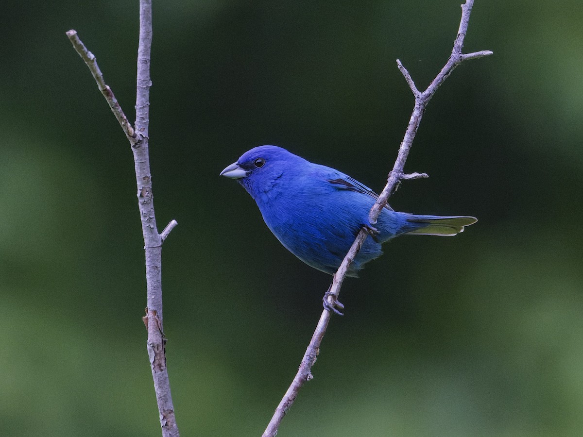 Passerin indigo - ML620299323